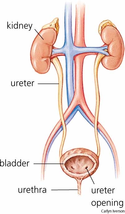 poza despre tract urinar